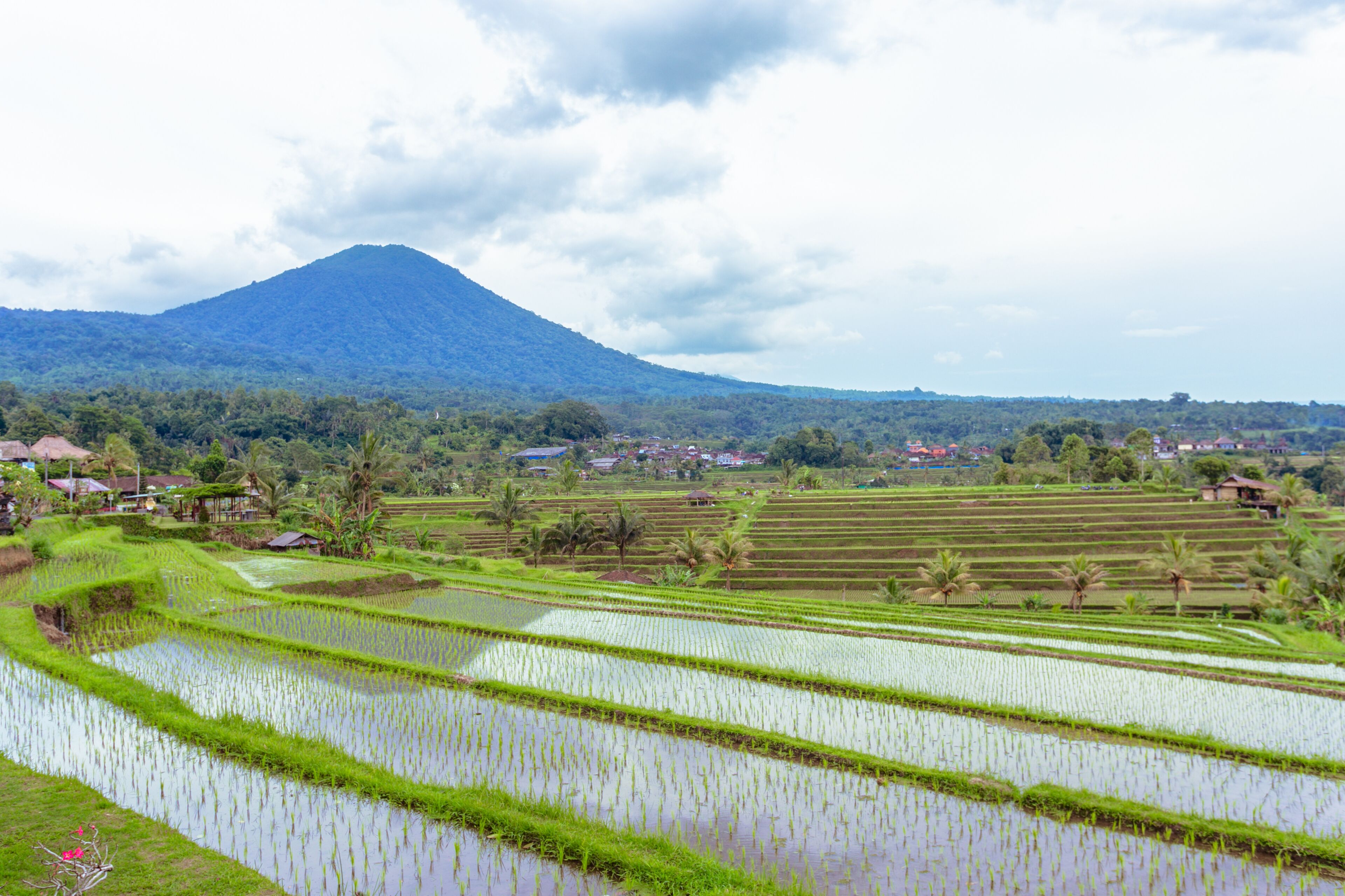 Terraced rice fields, a mountain, and scattered houses.