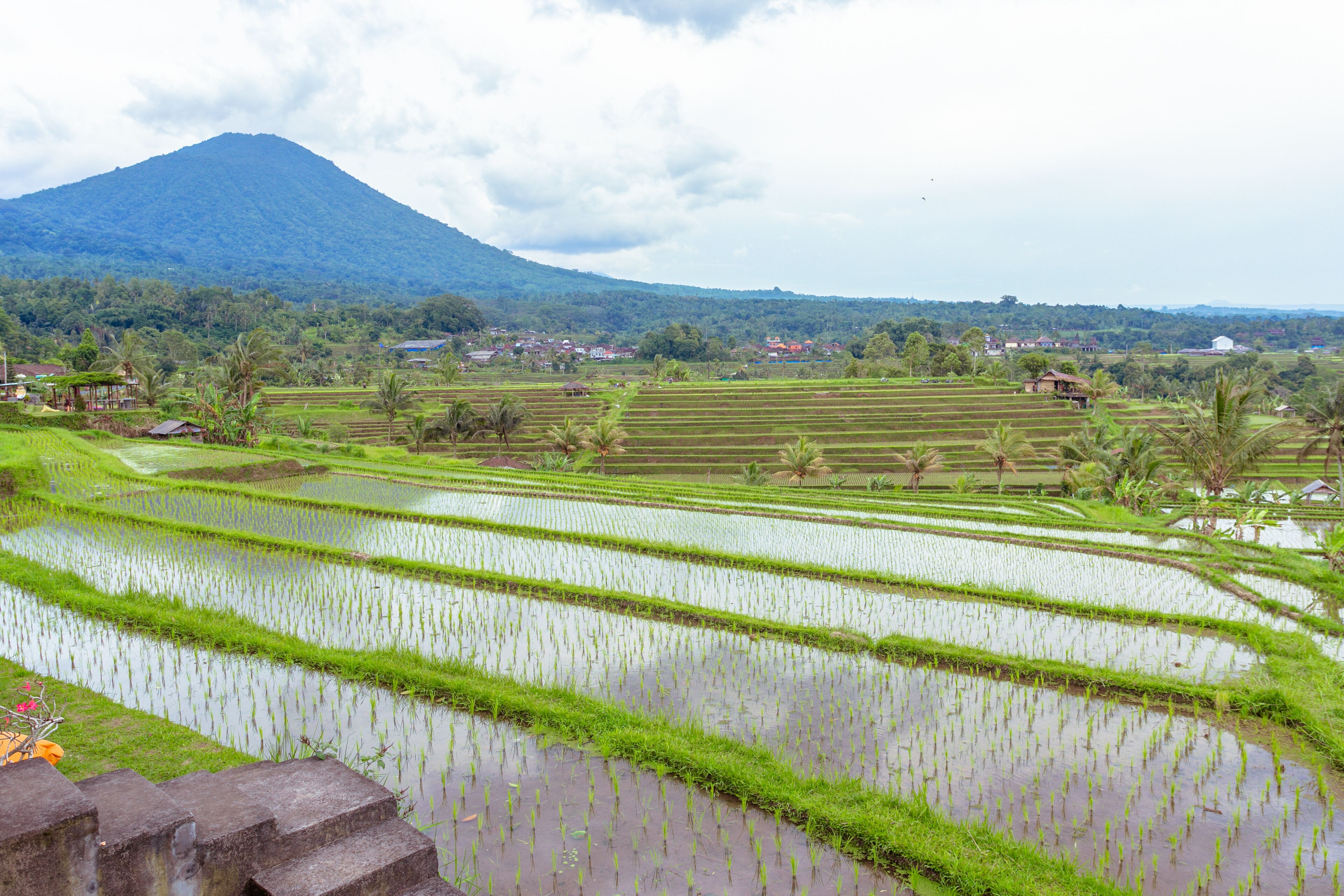 Terraced rice fields with a mountain in the background.