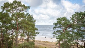 A beach with pine trees and a view of the ocean.