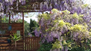 Un jardín con plantas moradas en flor y un pérgola de madera.