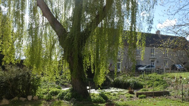 A patio with a large tree, potted plants, and a stone pathway. - In the heart of D-Day" cottage (Barbeville)