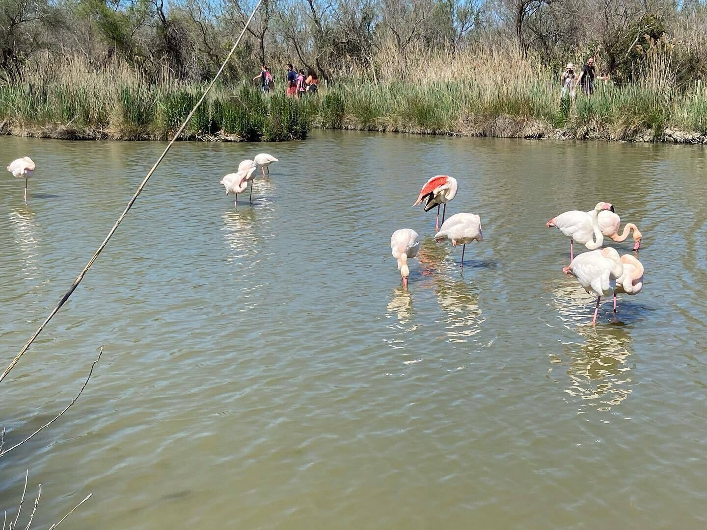 Un grupo de flamencos en una masa de agua poco profunda, con personas al fondo.