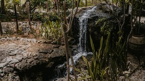 A small waterfall in a garden with rocks and plants. - Le Soleil d'Or CaymanBrac (West End)