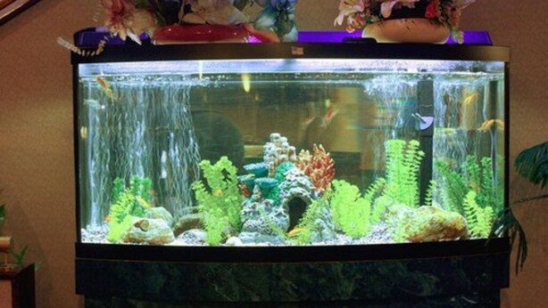 A large aquarium with various aquatic plants and fish, placed on a marble pedestal. - Garden City Inn (Garden City)