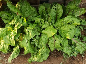 Exterior detail - Cozy mountain home on a ranch near hiking trails (Ramona)
