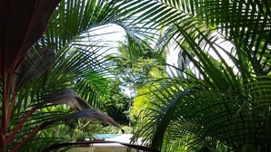 A lush garden with various tropical plants and a pathway leading to a building. - Palm Beach Inn (Cabo Velas)