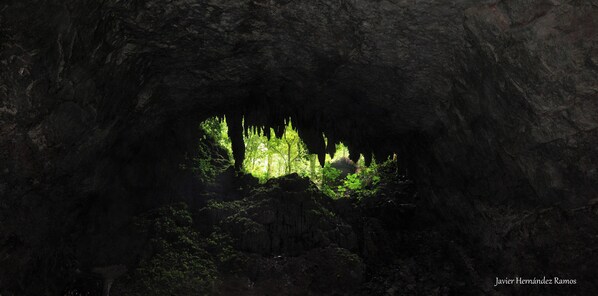 Caverna com formação rochosa natural e vegetação verde iluminada pela luz do sol.