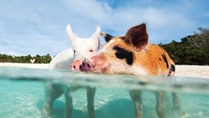 Two pigs partially submerged in clear water with a sandy beach and greenery in the background. - Three Sisters Villa (Mount Thompson)