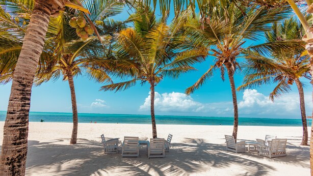 Una playa con palmeras y sillas de descanso blancas.
