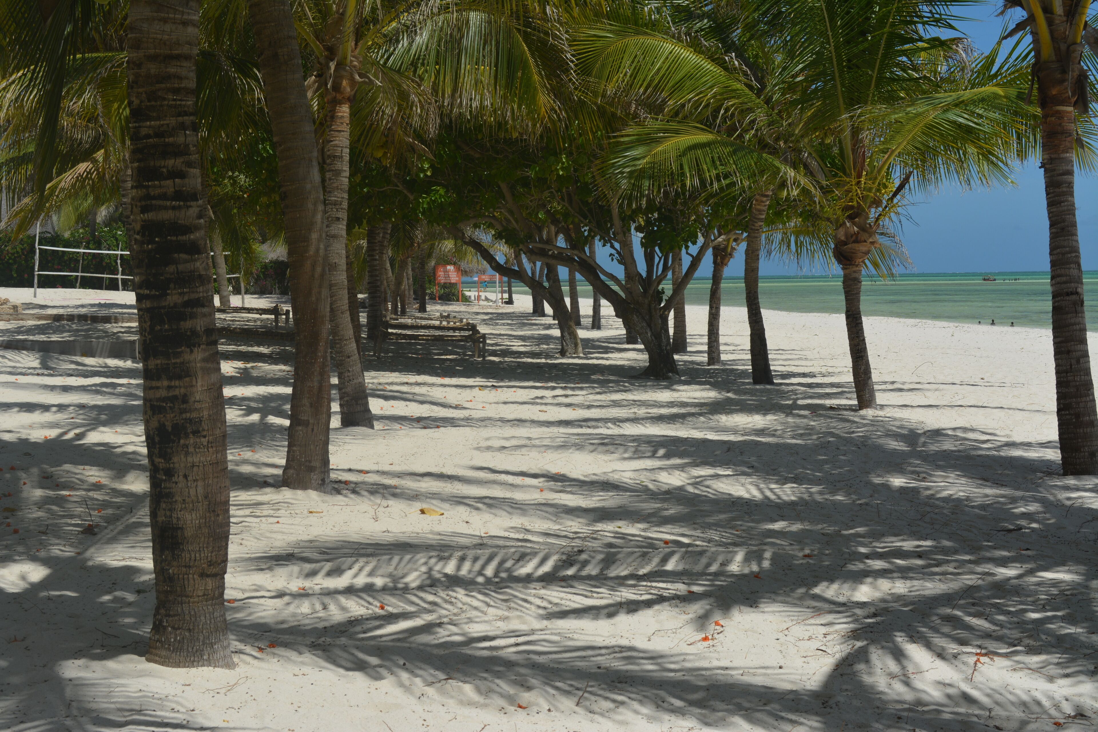 A beach with palm trees and a volleyball net.
