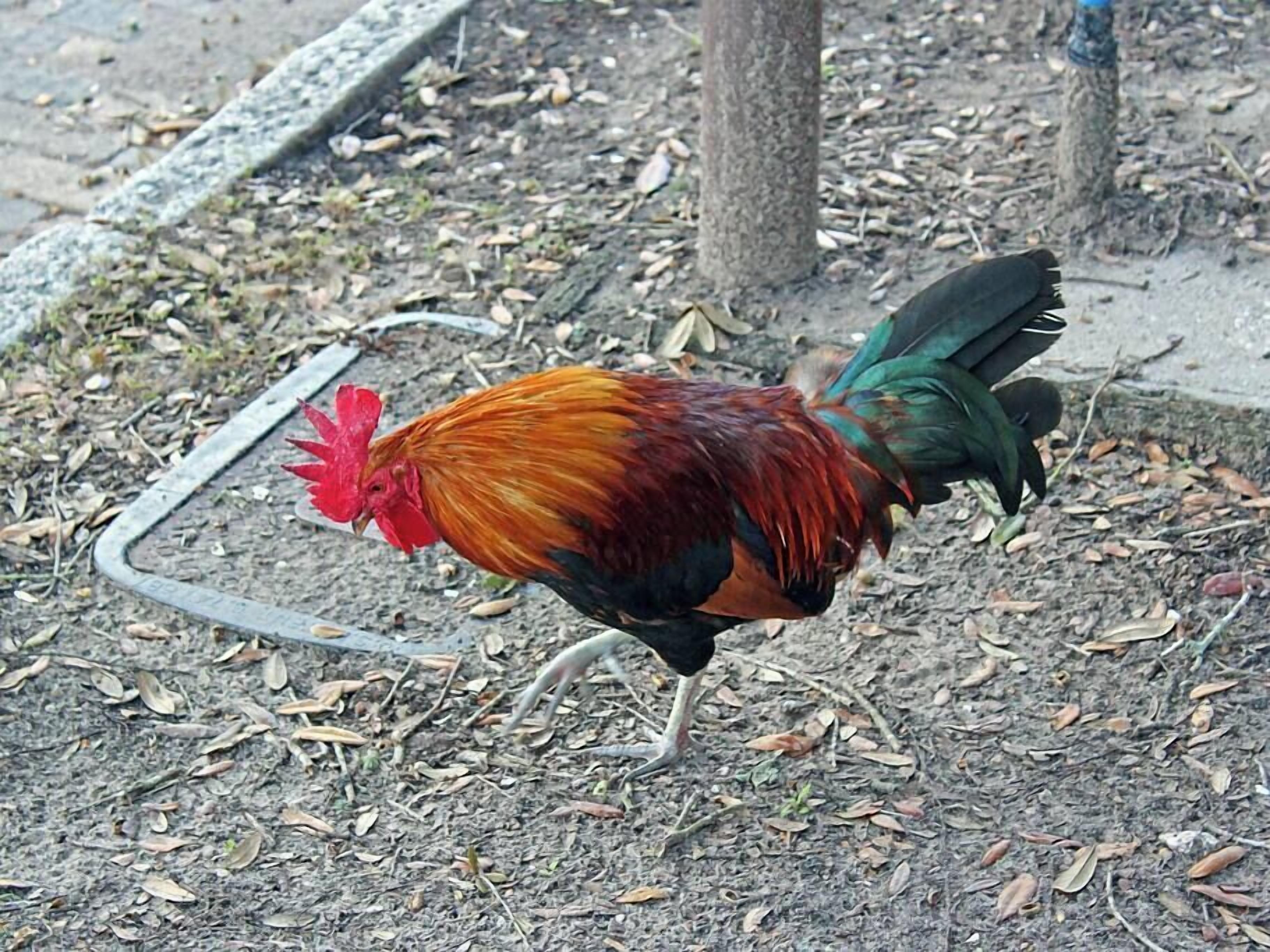 A rooster with a red comb and multicolored feathers walking on a ground covered with dry leaves.