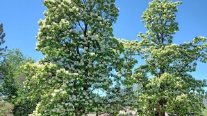 Un bâtiment rouge avec une clôture blanche, entouré d’herbe verte et d’arbres aux fleurs blanches.