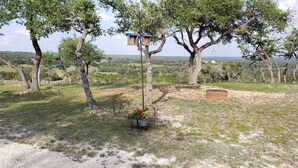 Un paysage rural avec des arbres, une mangeoire à oiseaux et un pot de fleurs.