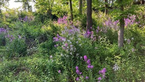 Ein dichter Wald mit hohen Bäumen und vielfältigem Grün.