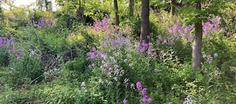 Creekside Retreat-spacious cottage nestled in the wildflowers and lush woods