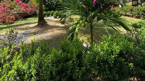 Un exuberante jardín con palmeras y plantas en flor, un sendero y un edificio con balcón.