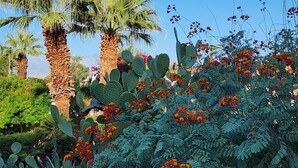 A garden with palm trees, cacti, and flowering plants. - Peaceful Desert Studio Condo near La Quinta & Palm Desert.  Tons to do! (Indian Wells)