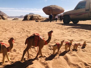 Exterior - Friend wadi Rum (Wadi Rum)