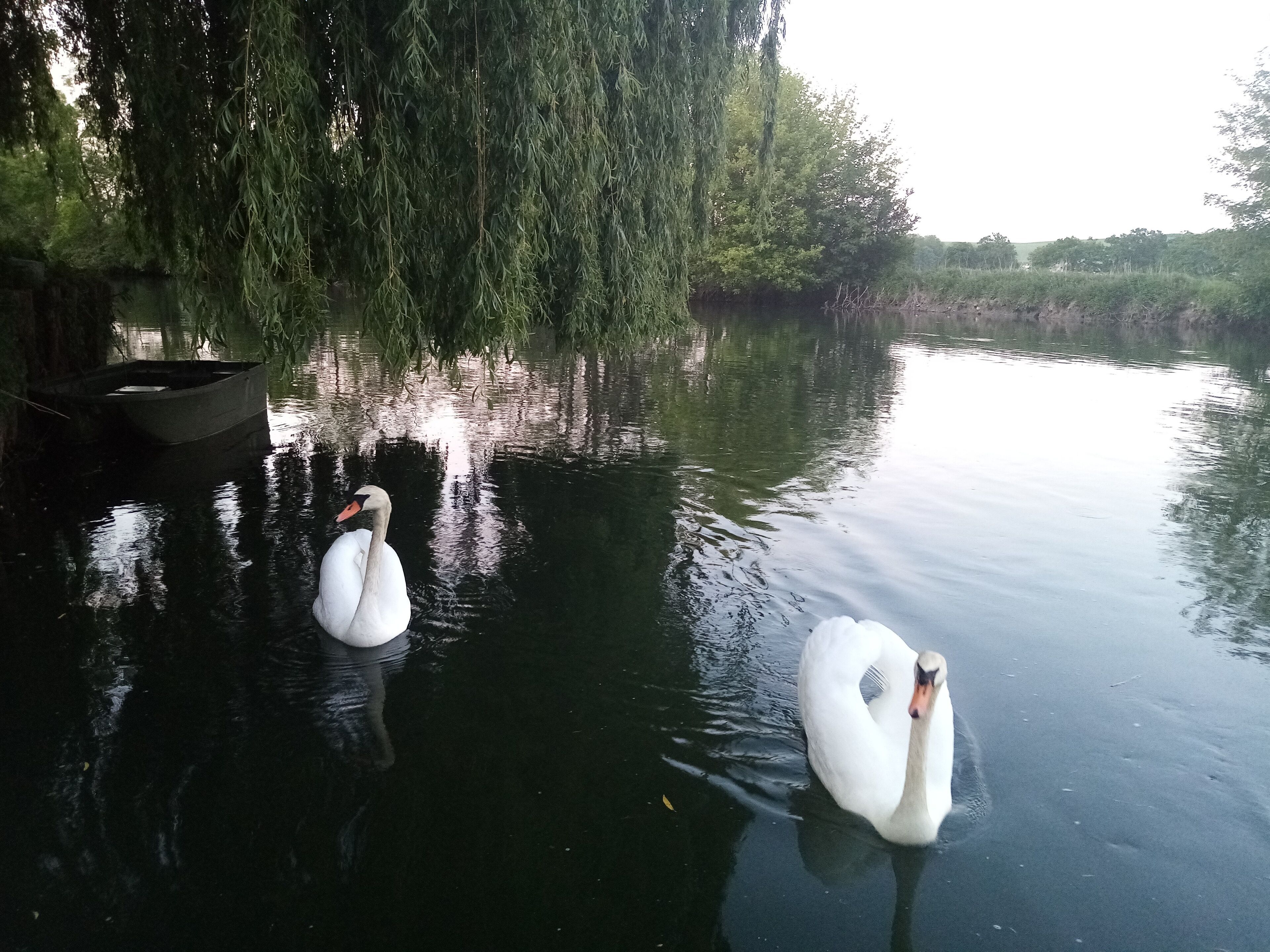Dois cisnes nadando perto de um cais e um salgueiro-chorão às margens de um rio calmo.