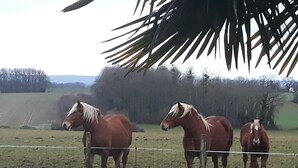 Three horses standing in a fenced field with a palm tree in the foreground.