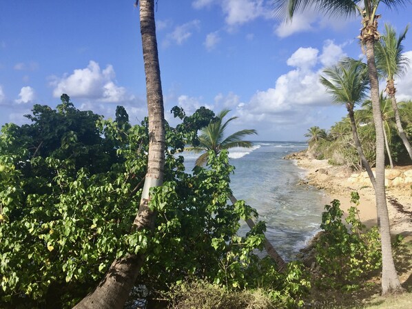 Enjoy a serene coastal view with palm trees and gentle waves lapping at the shore.