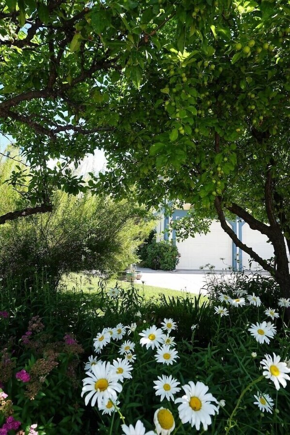 A garden with white daisies and green foliage.