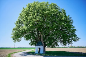 Ein Baum mit einer kleinen weißen Struktur am Fuße.