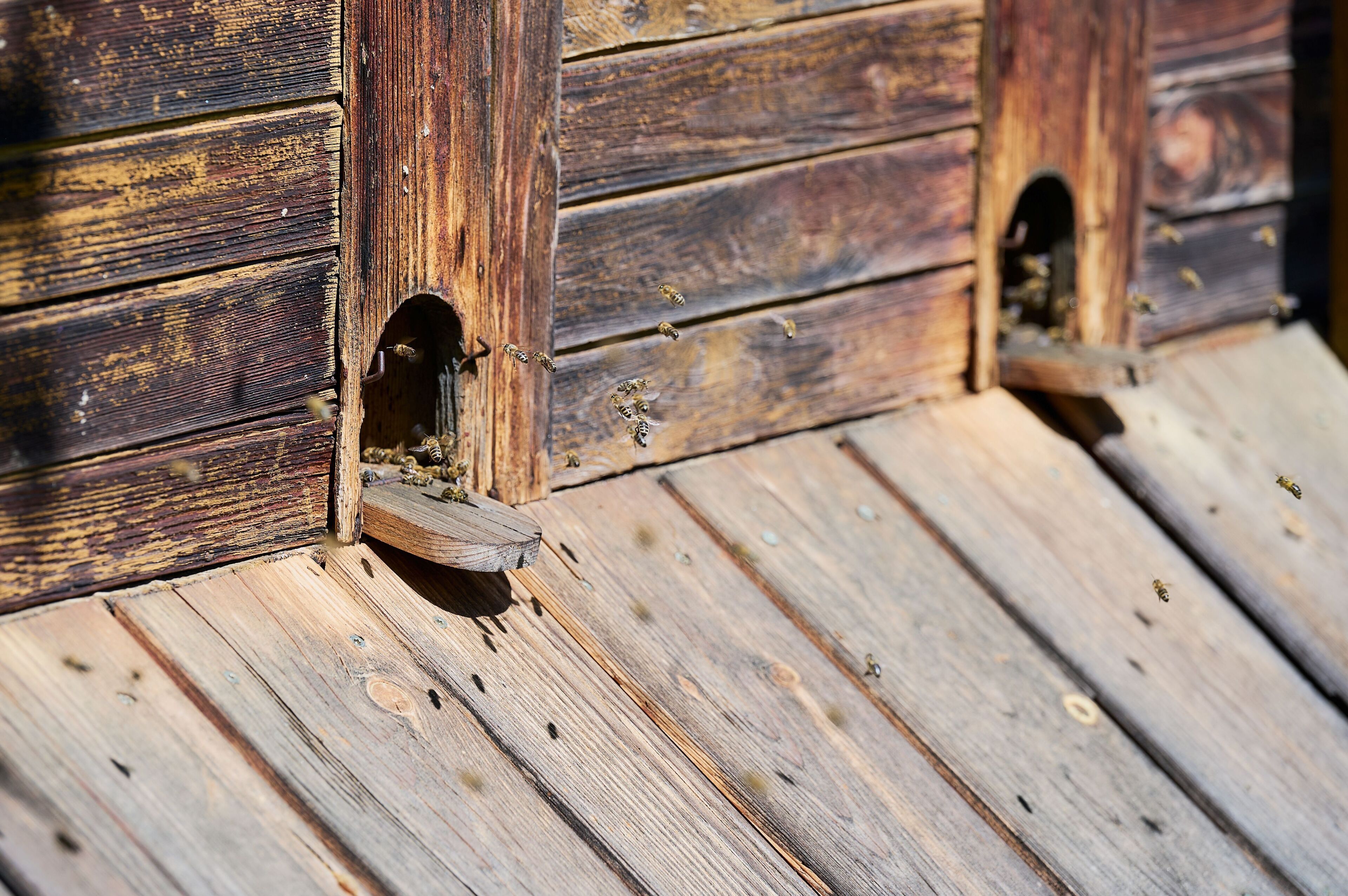 A wooden structure with multiple openings, possibly for ventilation or access.