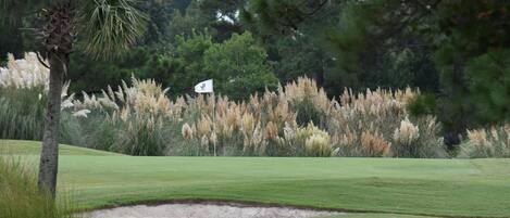 Un campo de golf con una bandera en el mástil, rodeado de hierbas altas y árboles.