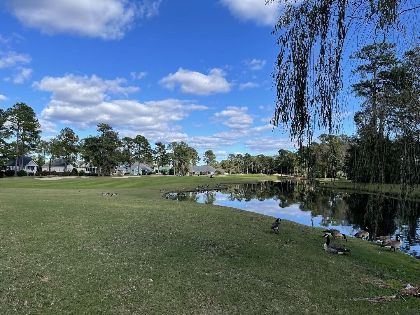 Ein Golfplatz mit Teich, Enten und Häusern im Hintergrund.