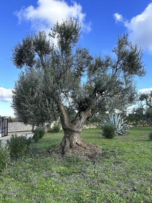 Property grounds - Trullo, Villa with Private Pool- WiFi, Air Con., near Ostuni & Ceglie Messapica (Ceglie Messapica)