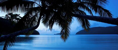 Una playa con una palmera al frente y agua tranquila al fondo.