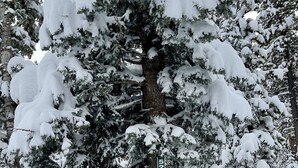Lumipeitteinen mänty, jonka rungossa on kyltti, jossa lukee ”520”.