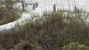 Een strand met wit zand, golven en schaarse begroeiing.