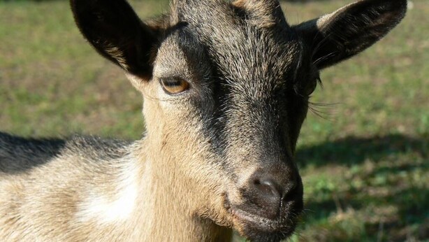 A close-up of a llama's face. - Les Persiennes (Saintes)