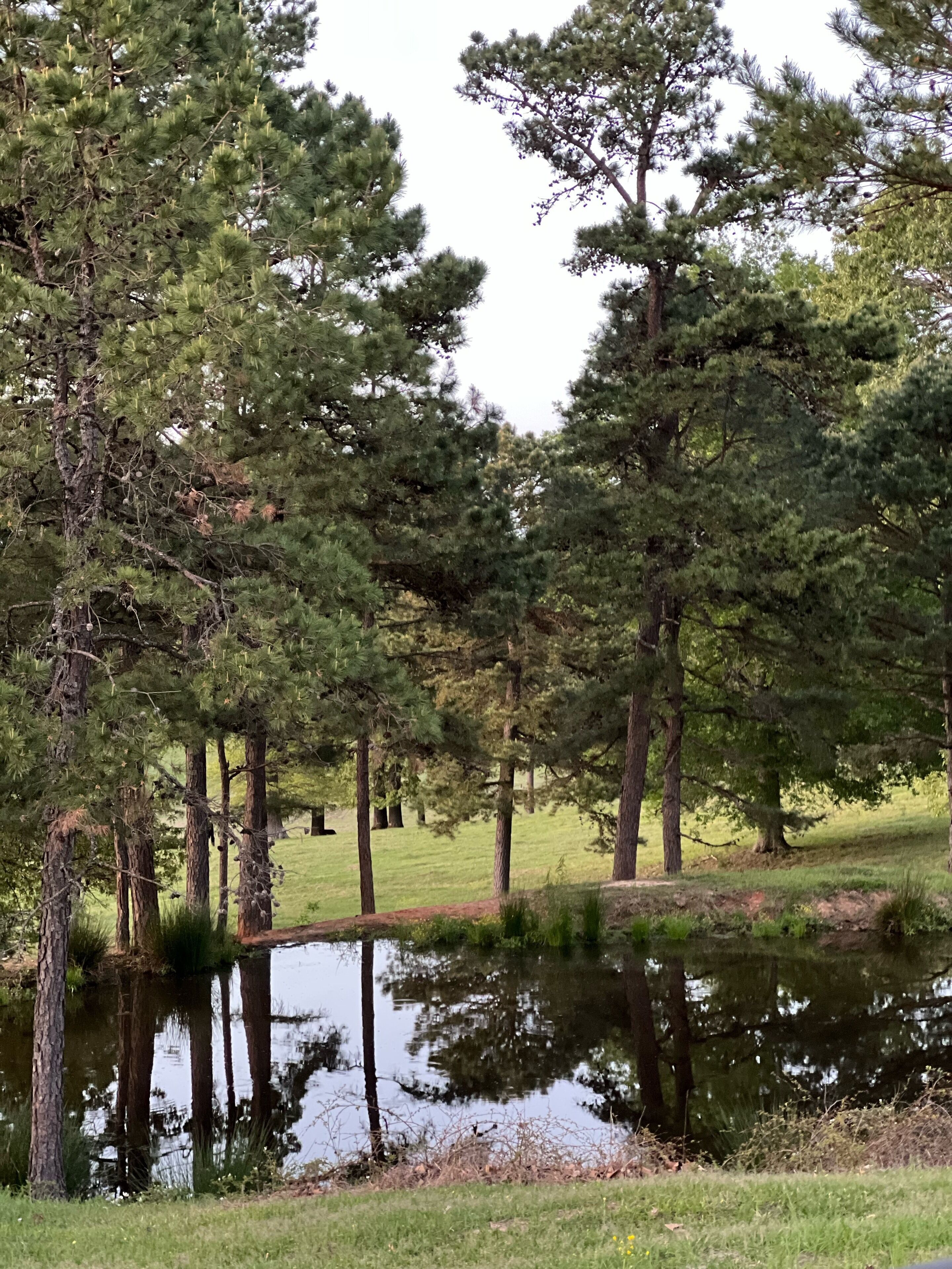 Un paysage naturel avec un étang entouré d’arbres et de zones herbeuses.