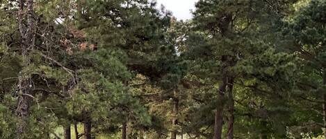 Un paysage naturel avec un étang entouré d’arbres et de zones herbeuses.