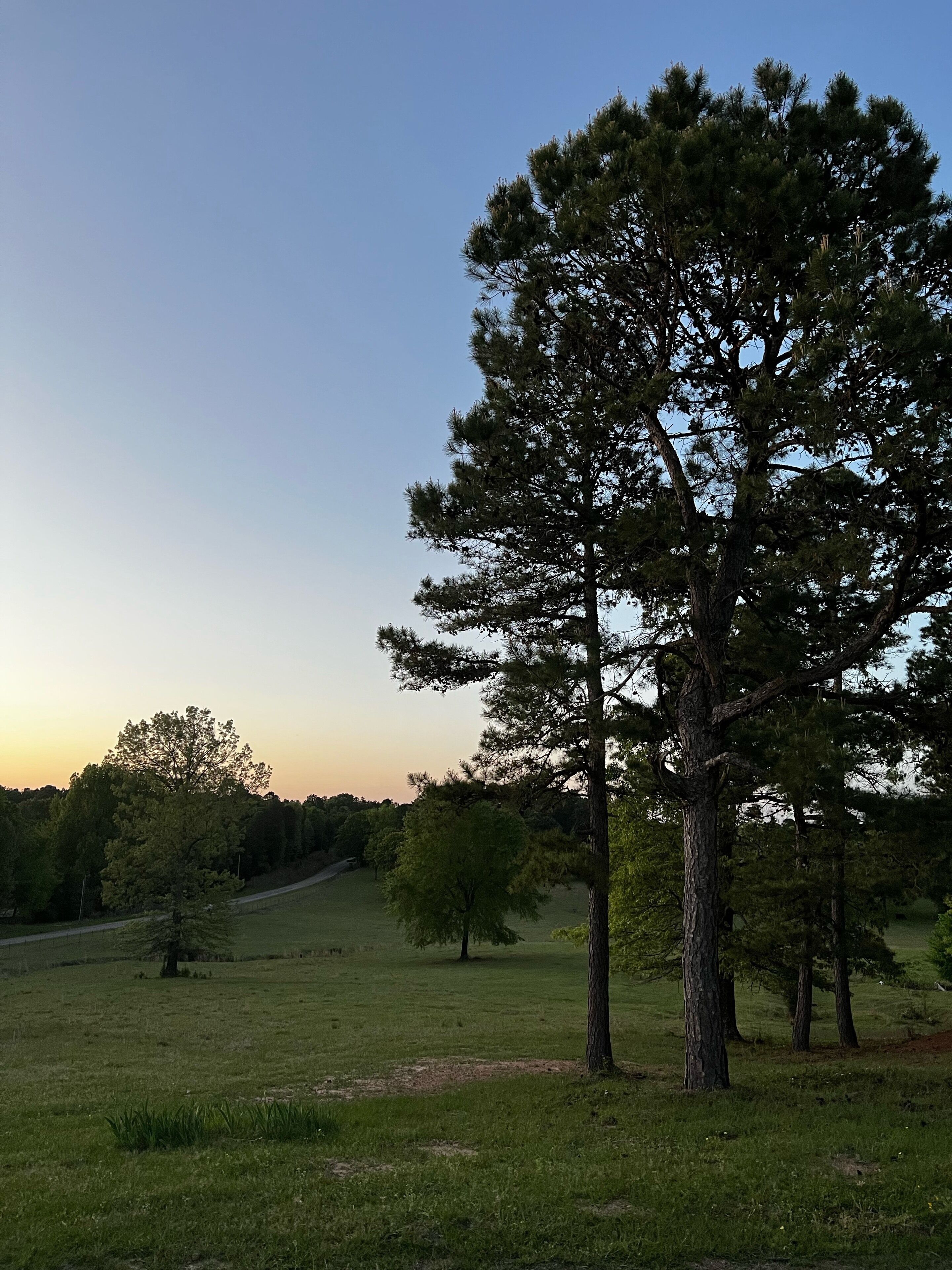 A large pine tree in a grassy field with a clear sky.