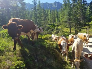 Room, 2 Bedrooms, Smoking, Balcony - Room-holiday Home Kahr Apartment Roßbran (Radstadt)