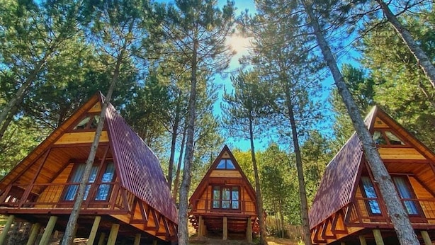 Three wooden cabins with pitched roofs, surrounded by pine trees.