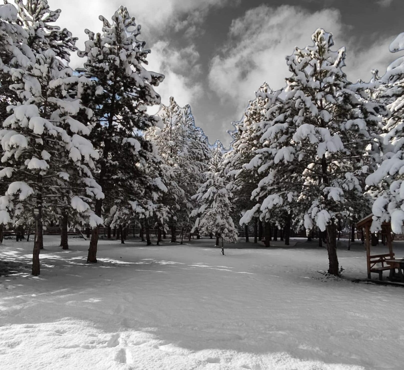 A snow-covered park with trees and a bench.
