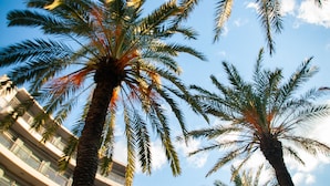 A view of palm trees against a clear sky.
