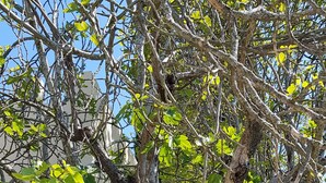 Ein Baum mit dickem Stamm und dichtem Blätterwerk in einer bepflanzten Anlage.