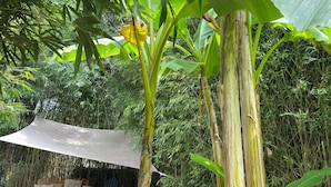 Ein überdachter Außenbereich mit einer Couch und Sesseln, umgeben von Bambus und Bananenpflanzen.