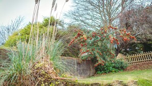 Un jardin avec de hautes herbes, une clôture en bois et un arbre aux baies rouges.