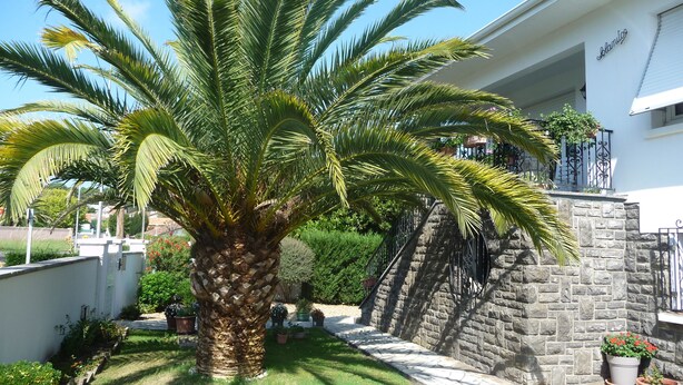 A well-maintained garden with a palm tree, stone wall, and potted plants. - Spacious apartment in villa with large private garden and terrace near the sea (Anglet)