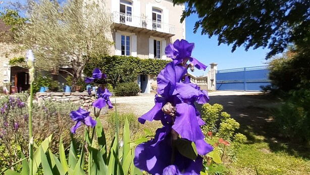 Un edificio con un balcón y un jardín lleno de flores moradas.