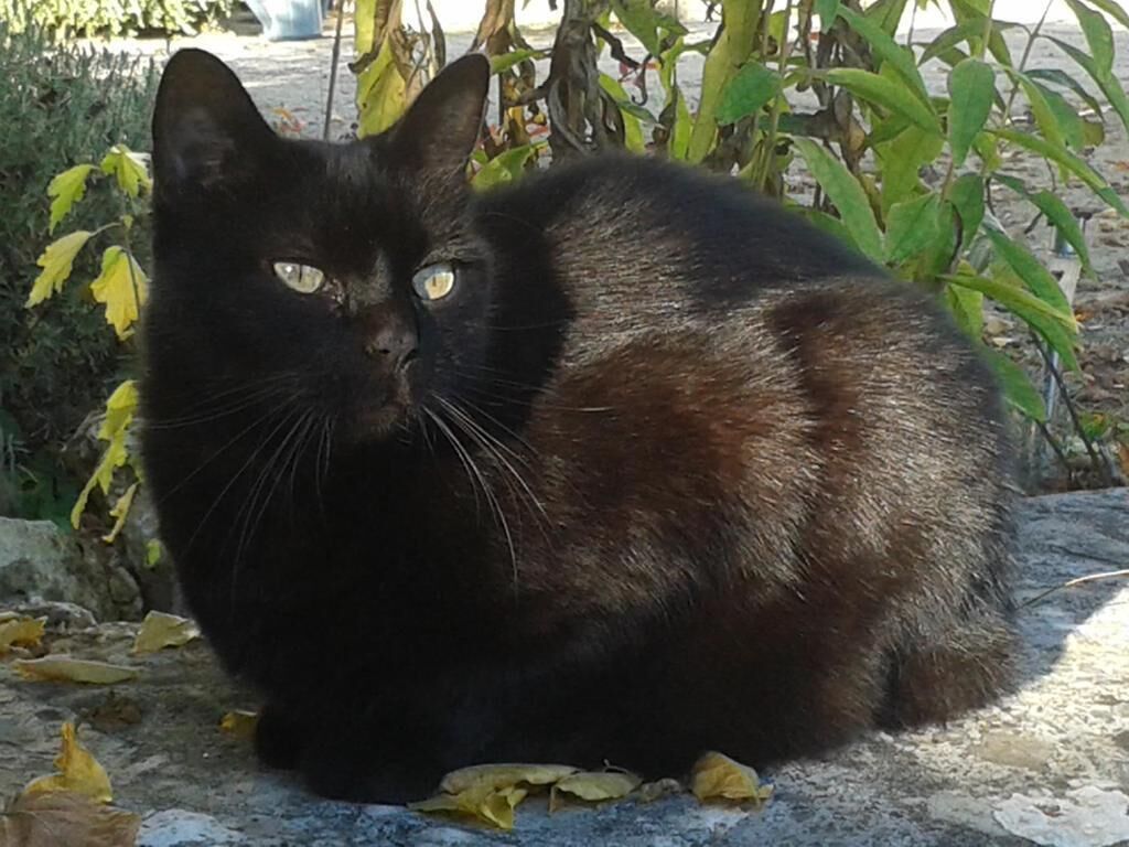 Un gato negro sentado sobre una superficie de piedra con follaje verde al fondo.