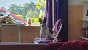Un perro sentado en una silla junto a una ventana con vistas a árboles y flores.