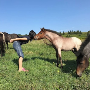Overnatningsstedets område